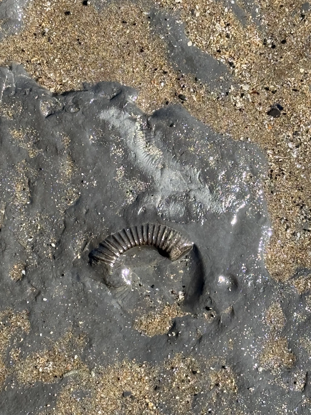 Fossil