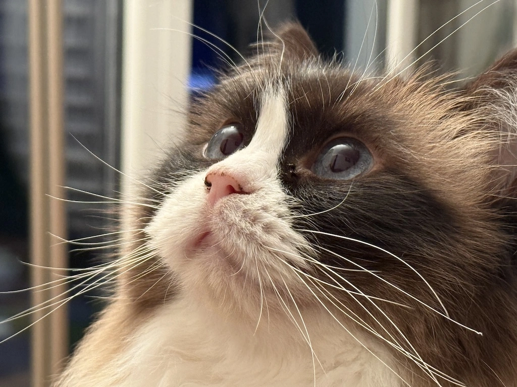 Cat tax