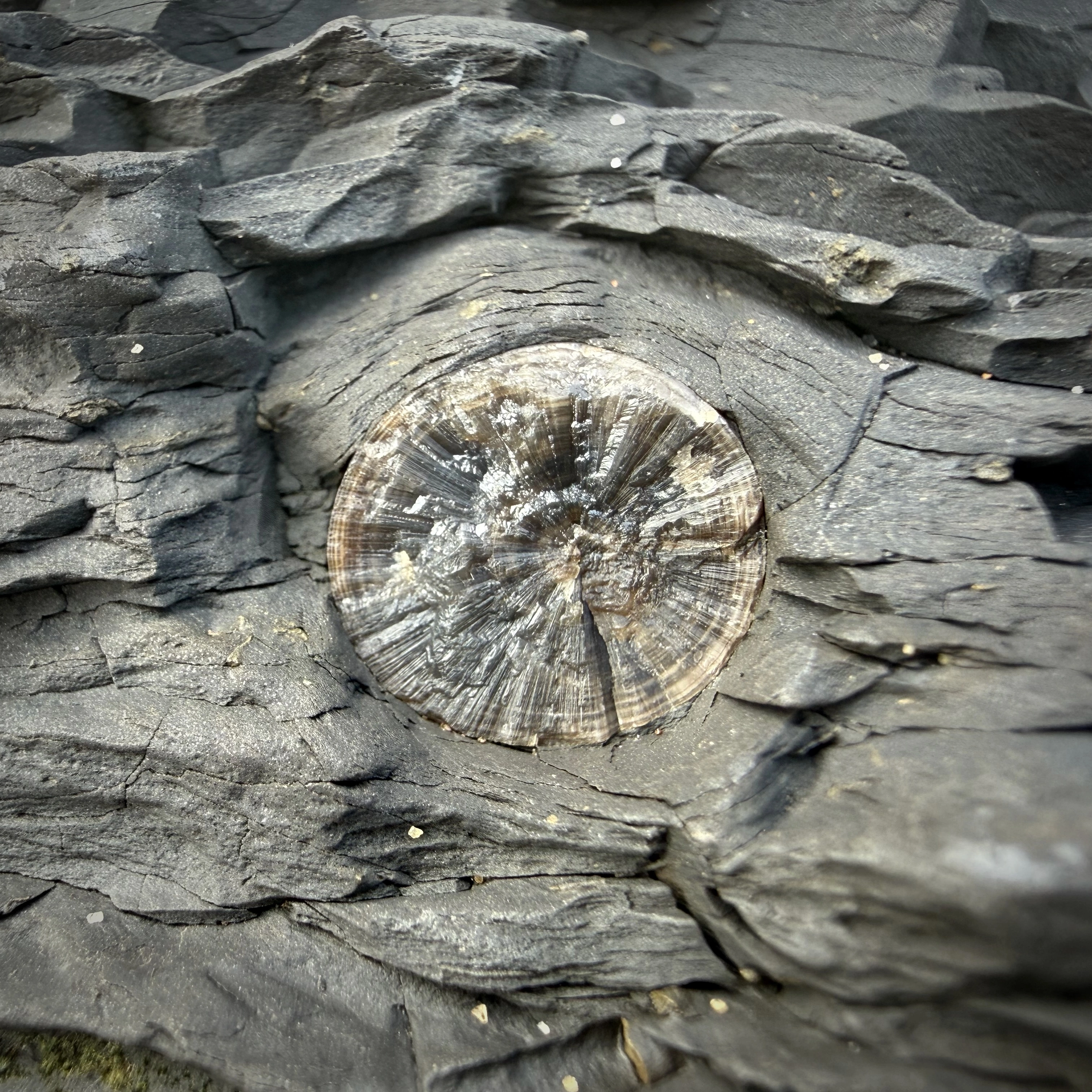 Embedded fossil