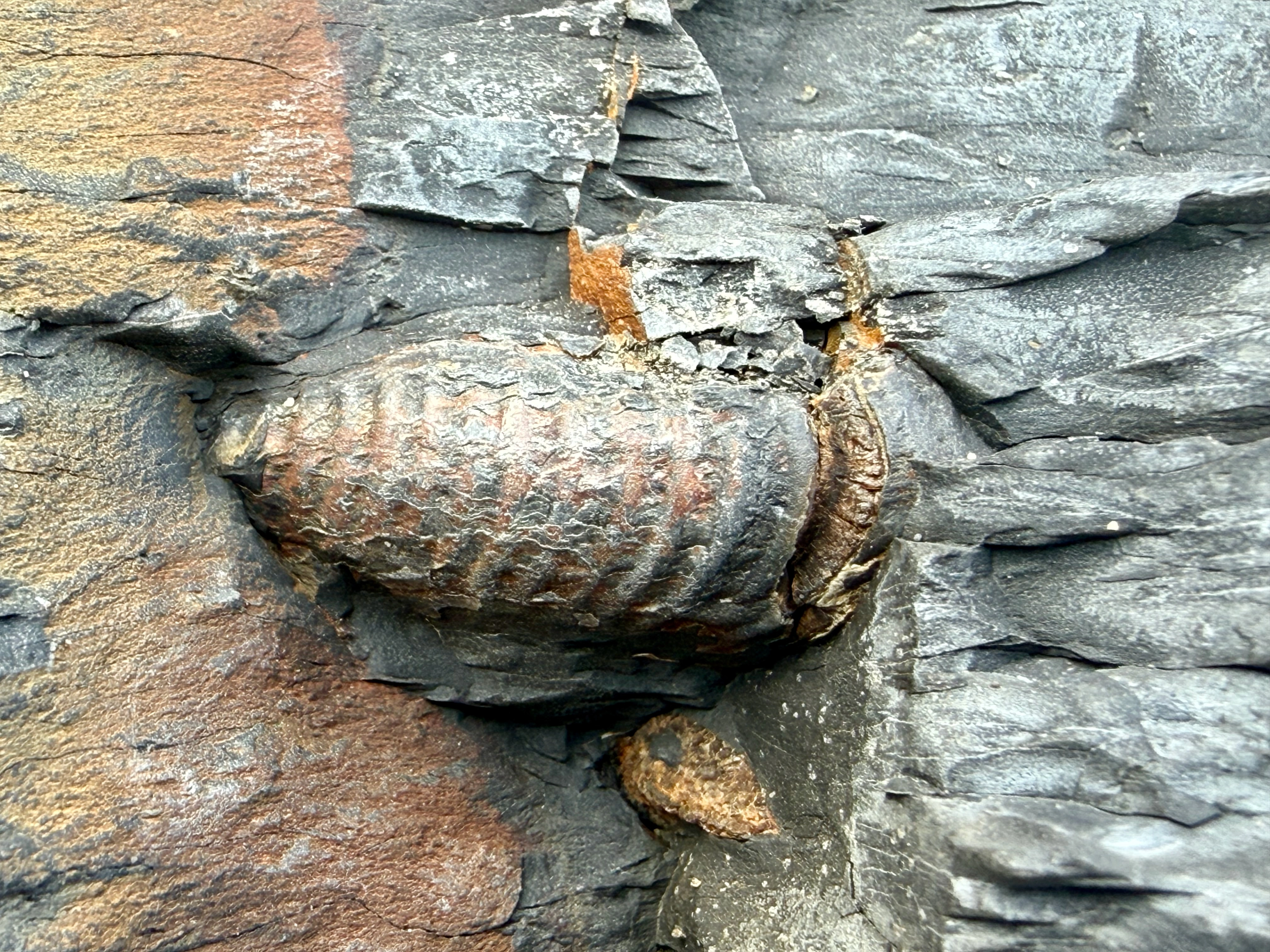 Another embedded fossil