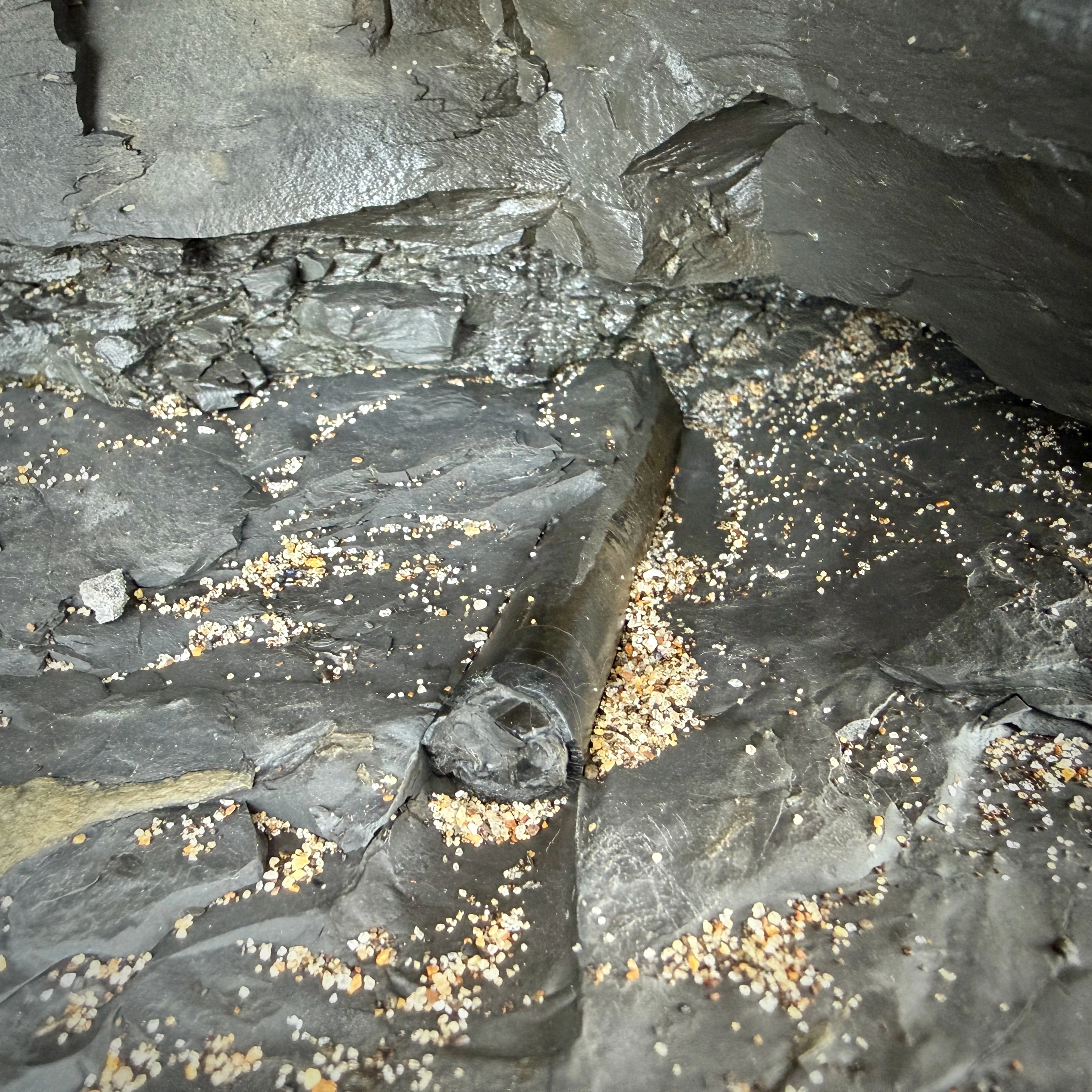 Yet another embedded fossil